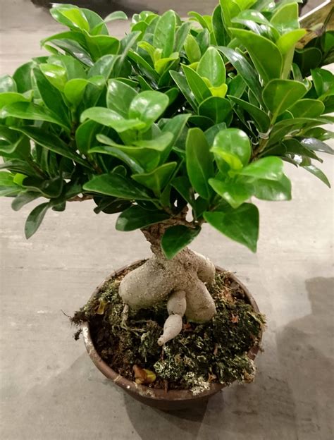 ficus ginseng 中文